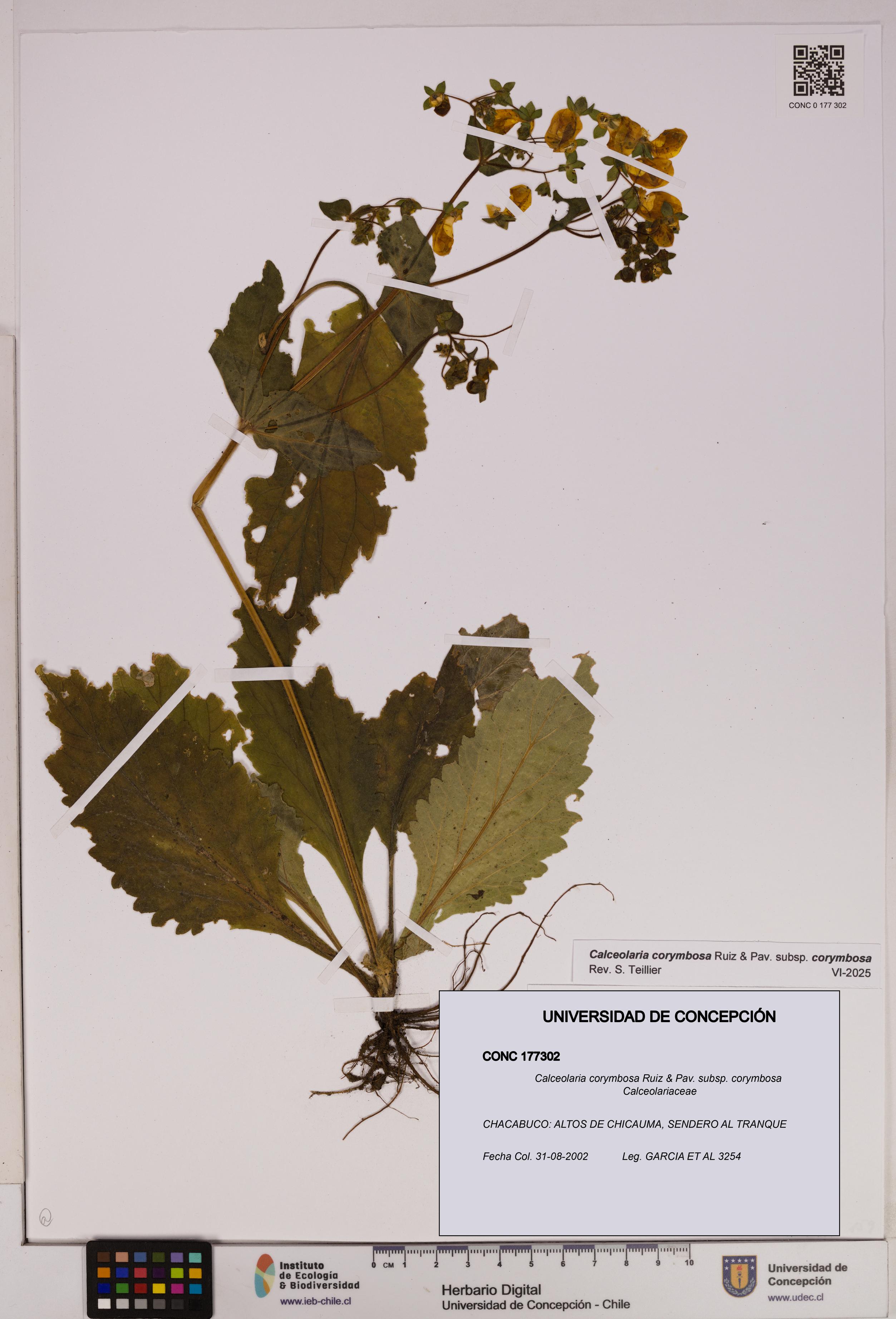Calceolaria corymbosa [Espécimen: UDEC:CONC:0177302]