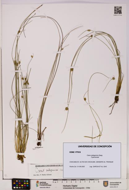 Carex patagonica [Espécimen: UDEC:CONC:0177313]