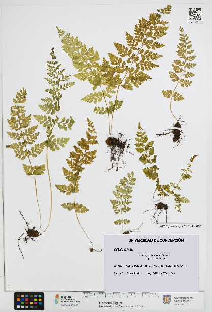 Cystopteris apiiformis [Espécimen: UDEC:CONC:0177314]