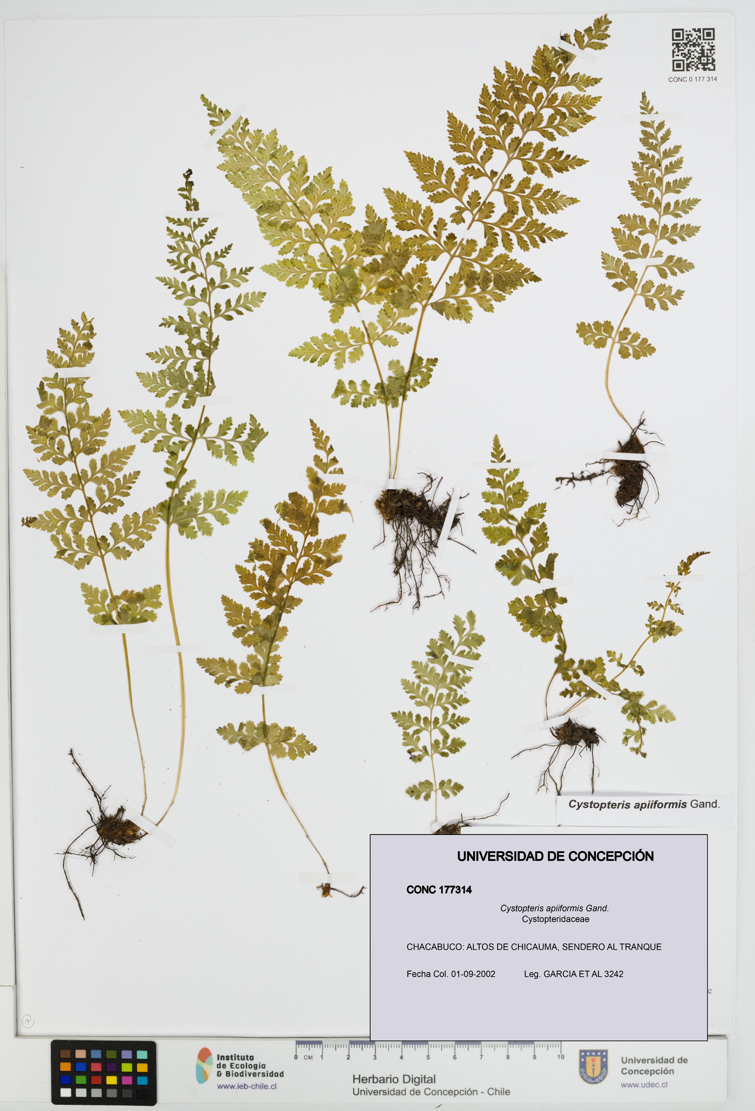 Cystopteris apiiformis [Espécimen: UDEC:CONC:0177314]