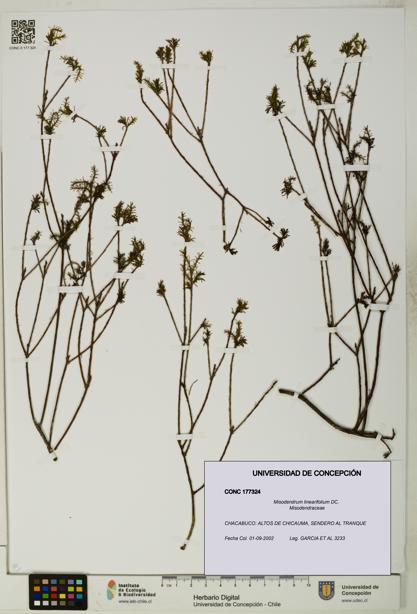 Misodendrum linearifolium [Espécimen: UDEC:CONC:0177324]