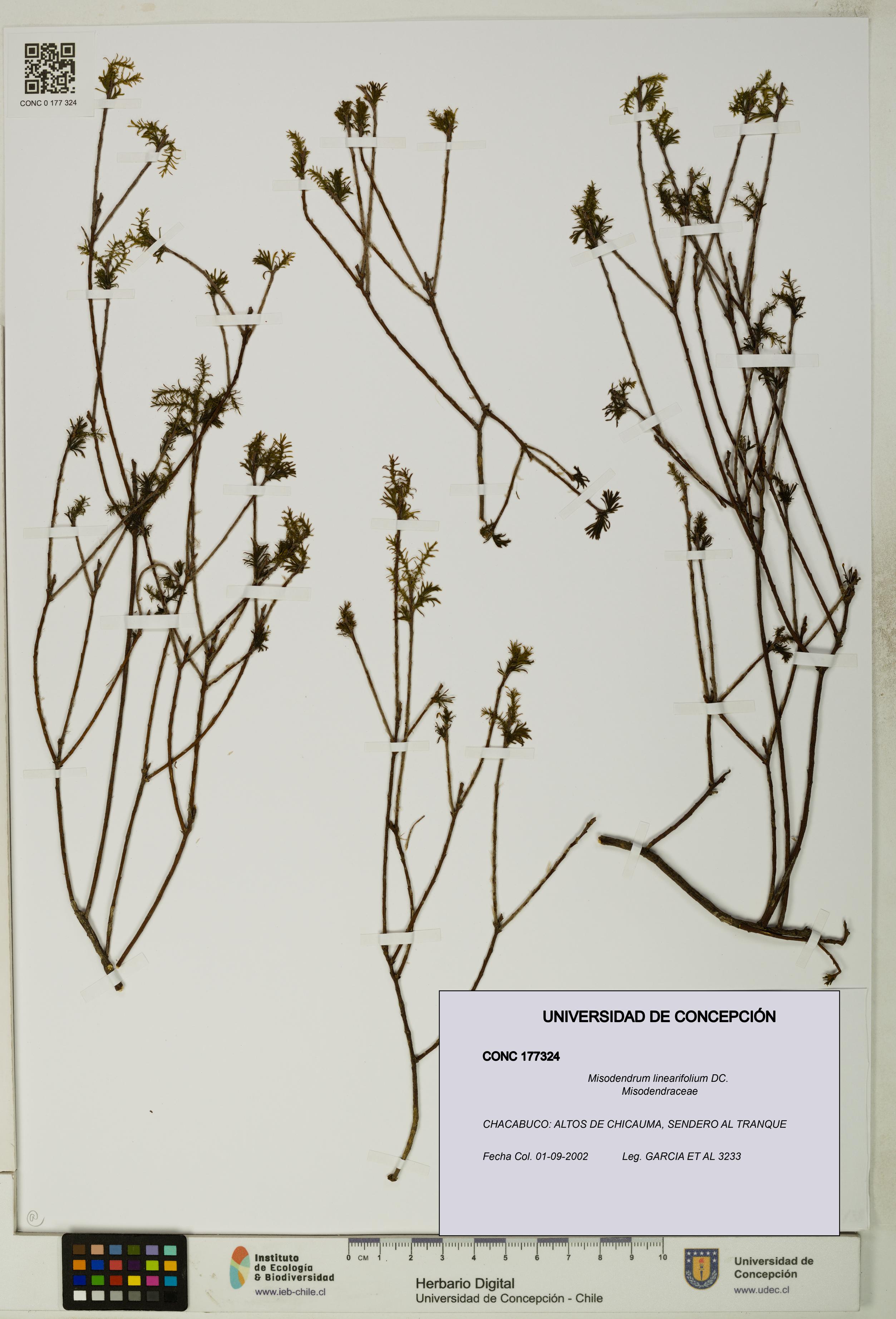 Misodendrum linearifolium [Espécimen: UDEC:CONC:0177324]