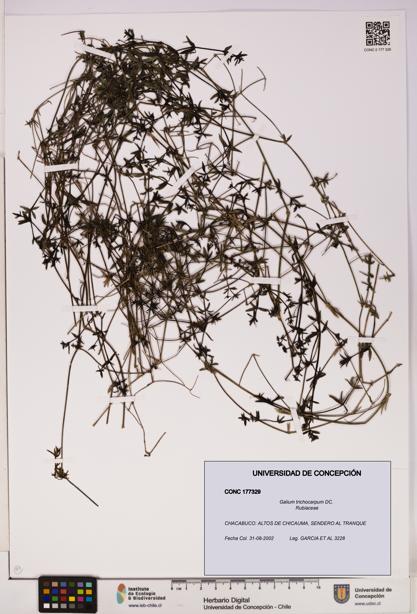 Galium trichocarpum [Espécimen: UDEC:CONC:0177329]