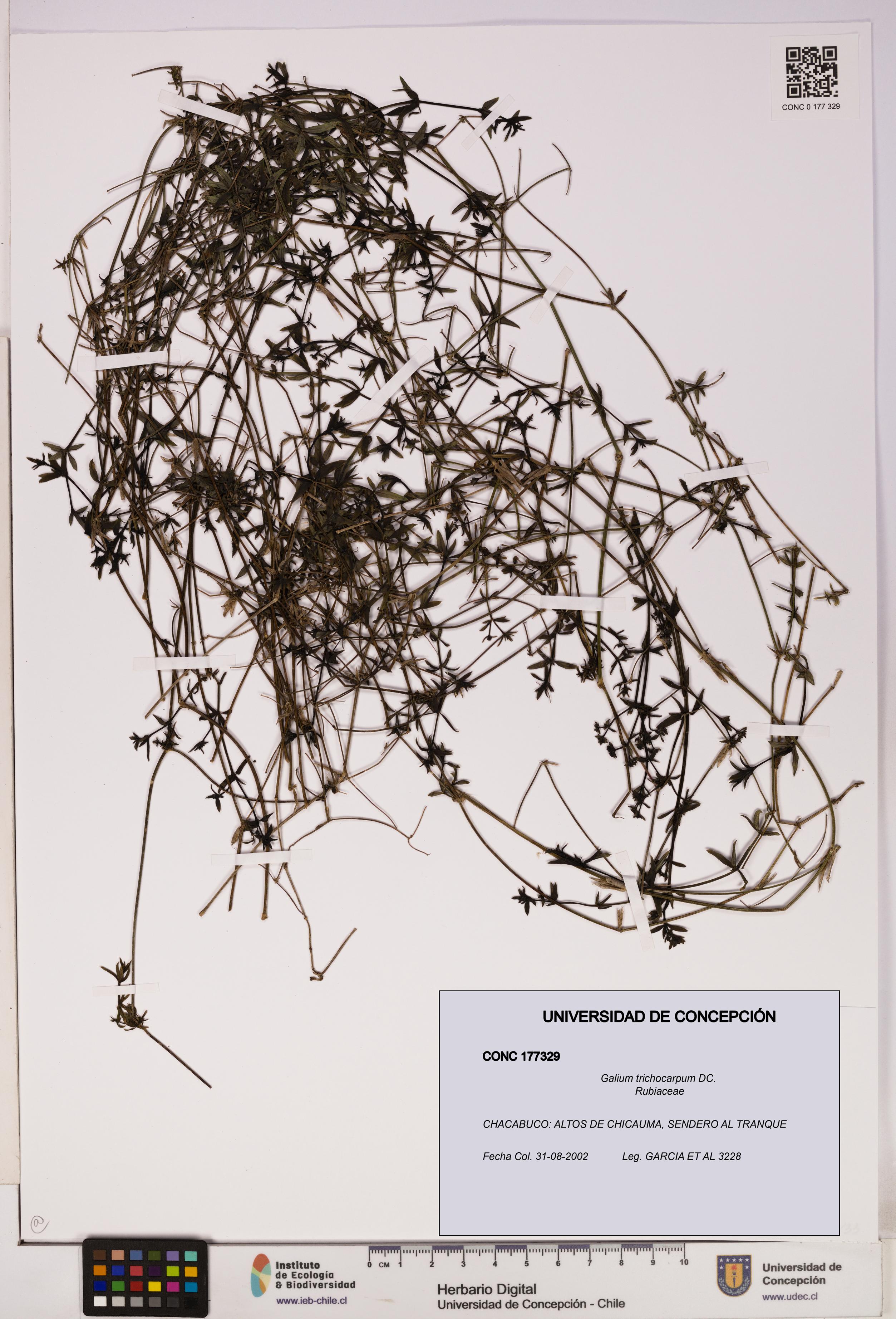 Galium trichocarpum [Espécimen: UDEC:CONC:0177329]