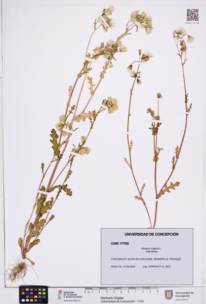 Senecio vulgaris [Espécimen: ]