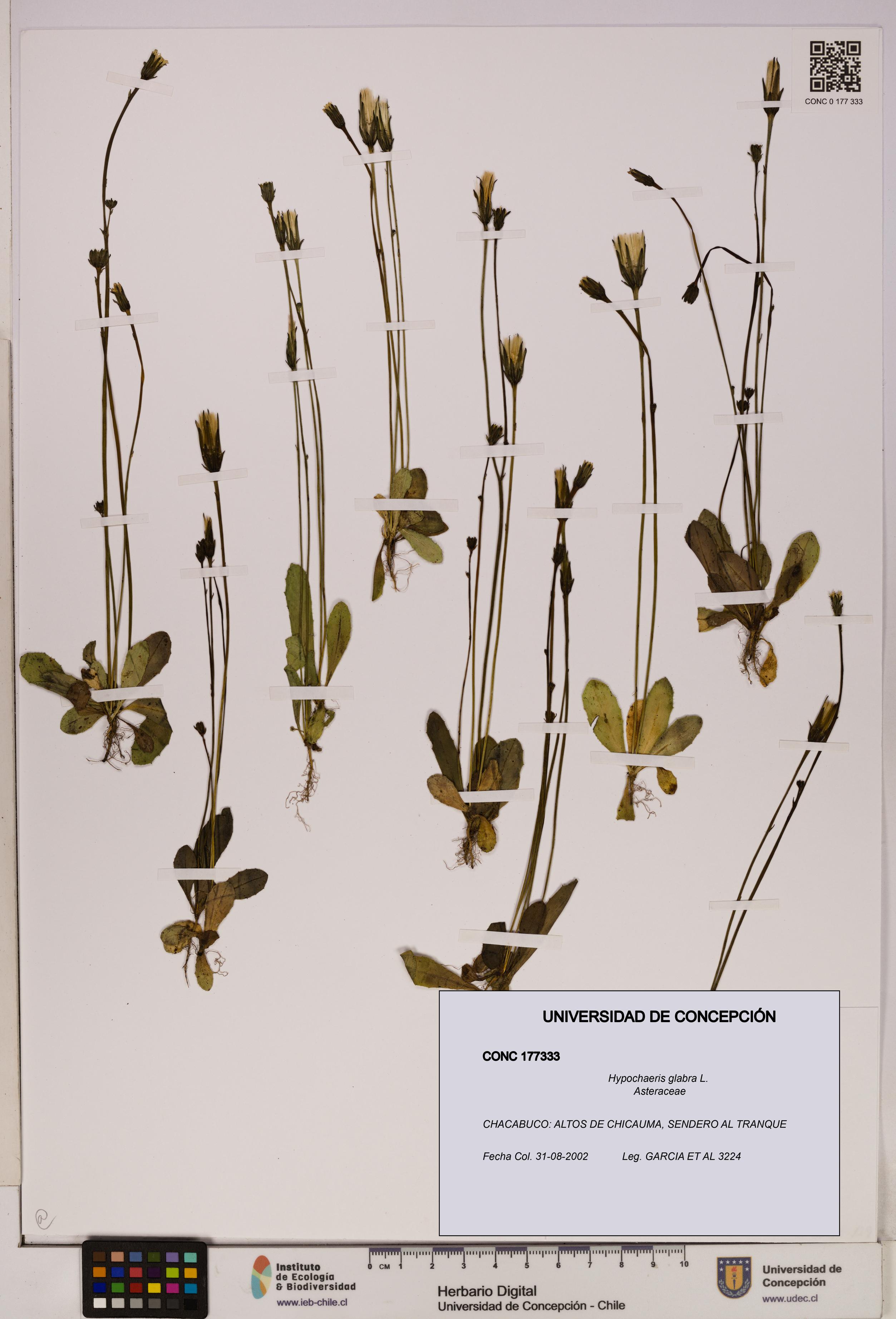 Hypochaeris glabra [Espécimen: UDEC:CONC:0177333]