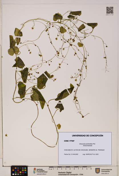 Dioscorea pedicellata [Espécimen: ]