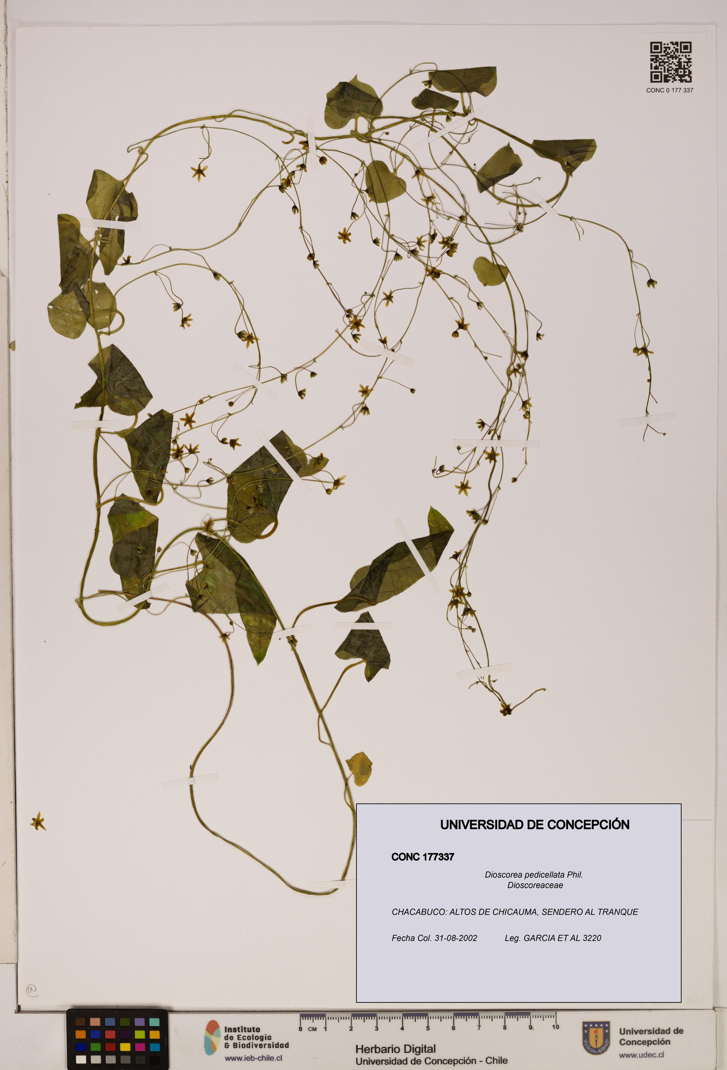 Dioscorea pedicellata [Espécimen: ]