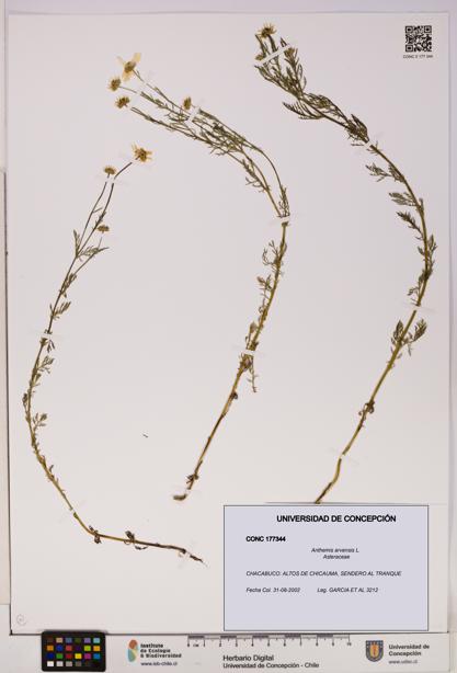 Anthemis arvensis [Espécimen: UDEC:CONC:0177344]