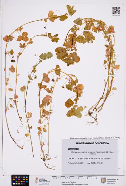 Medicago polymorpha var. confinis [Espécimen: ]