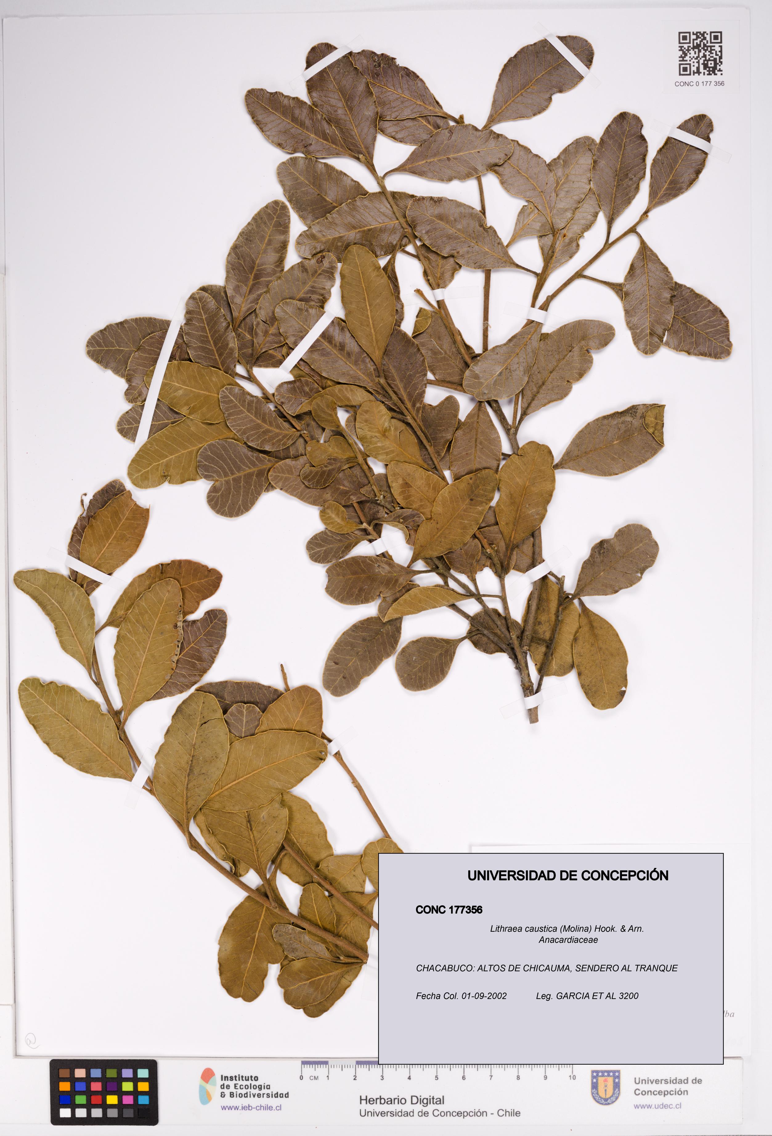 Lithraea caustica [Espécimen: UDEC:CONC:0177356]