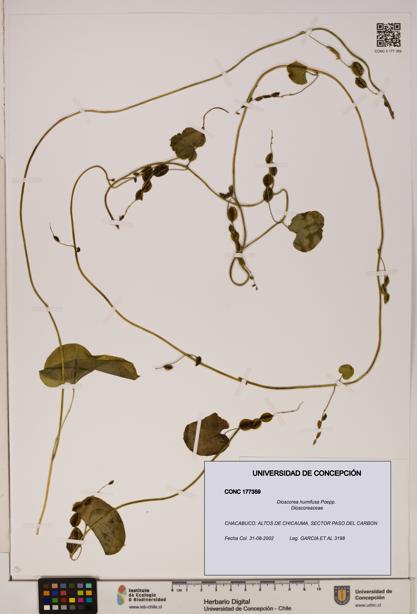Dioscorea humifusa [Espécimen: ]