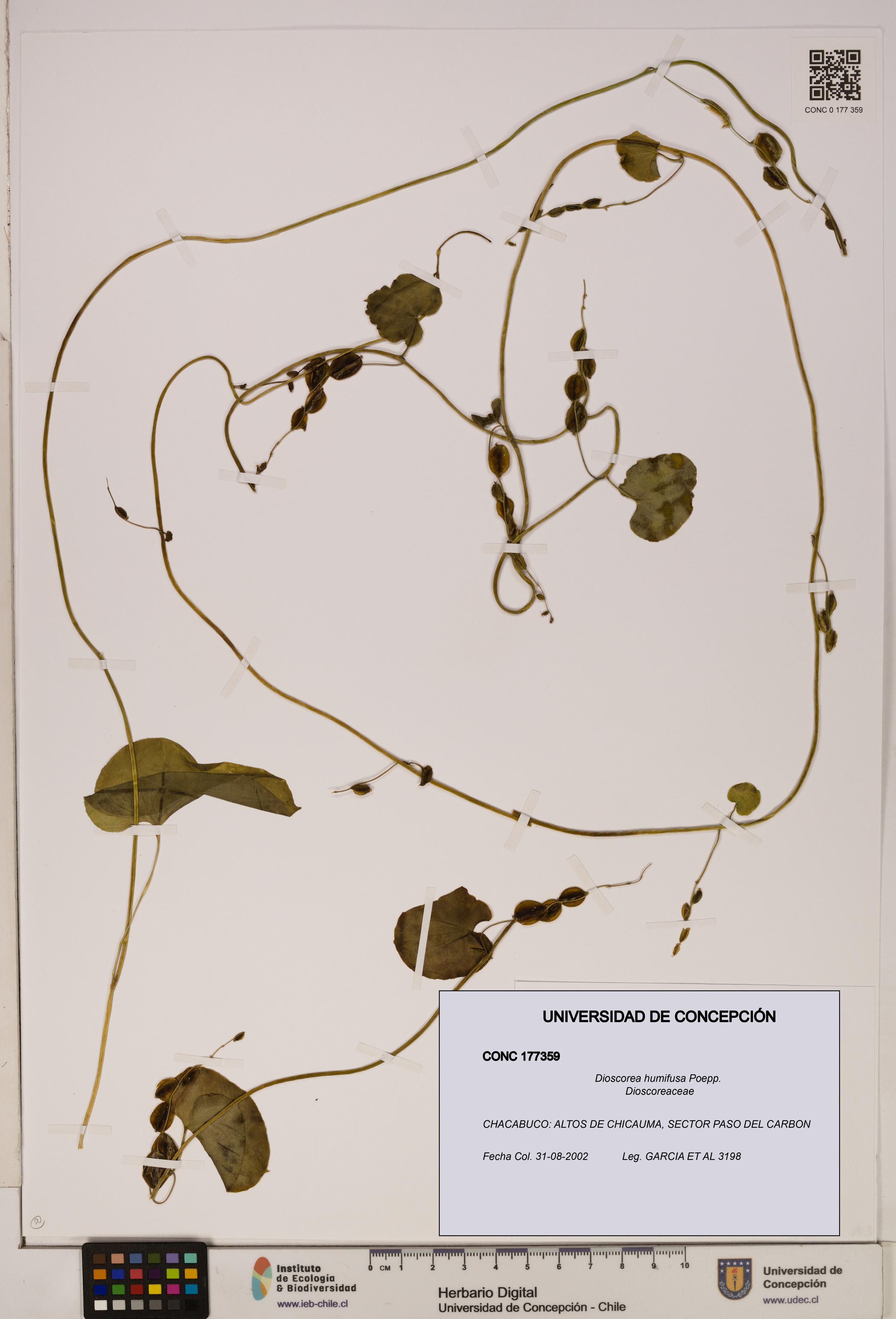 Dioscorea humifusa [Espécimen: ]