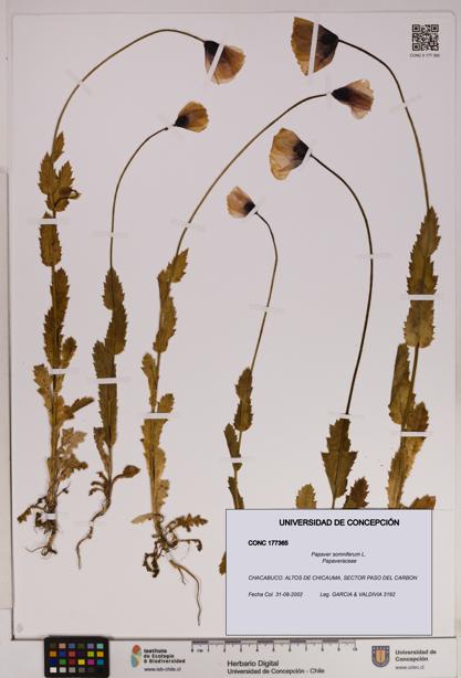 Papaver somniferum [Espécimen: UDEC:CONC:0177365]