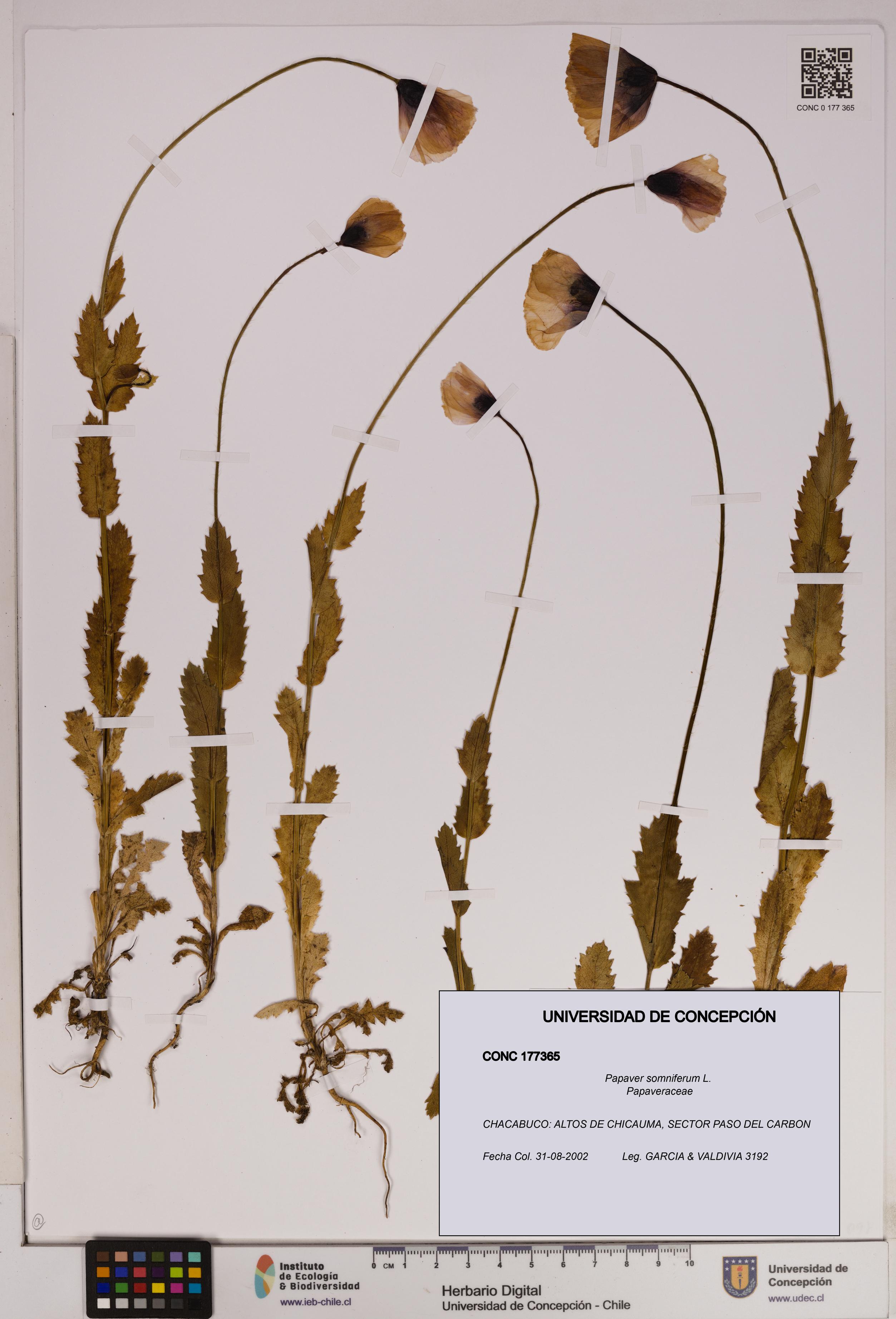 Papaver somniferum [Espécimen: UDEC:CONC:0177365]