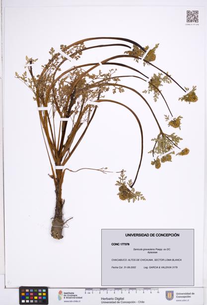 Sanicula graveolens [Espécimen: ]