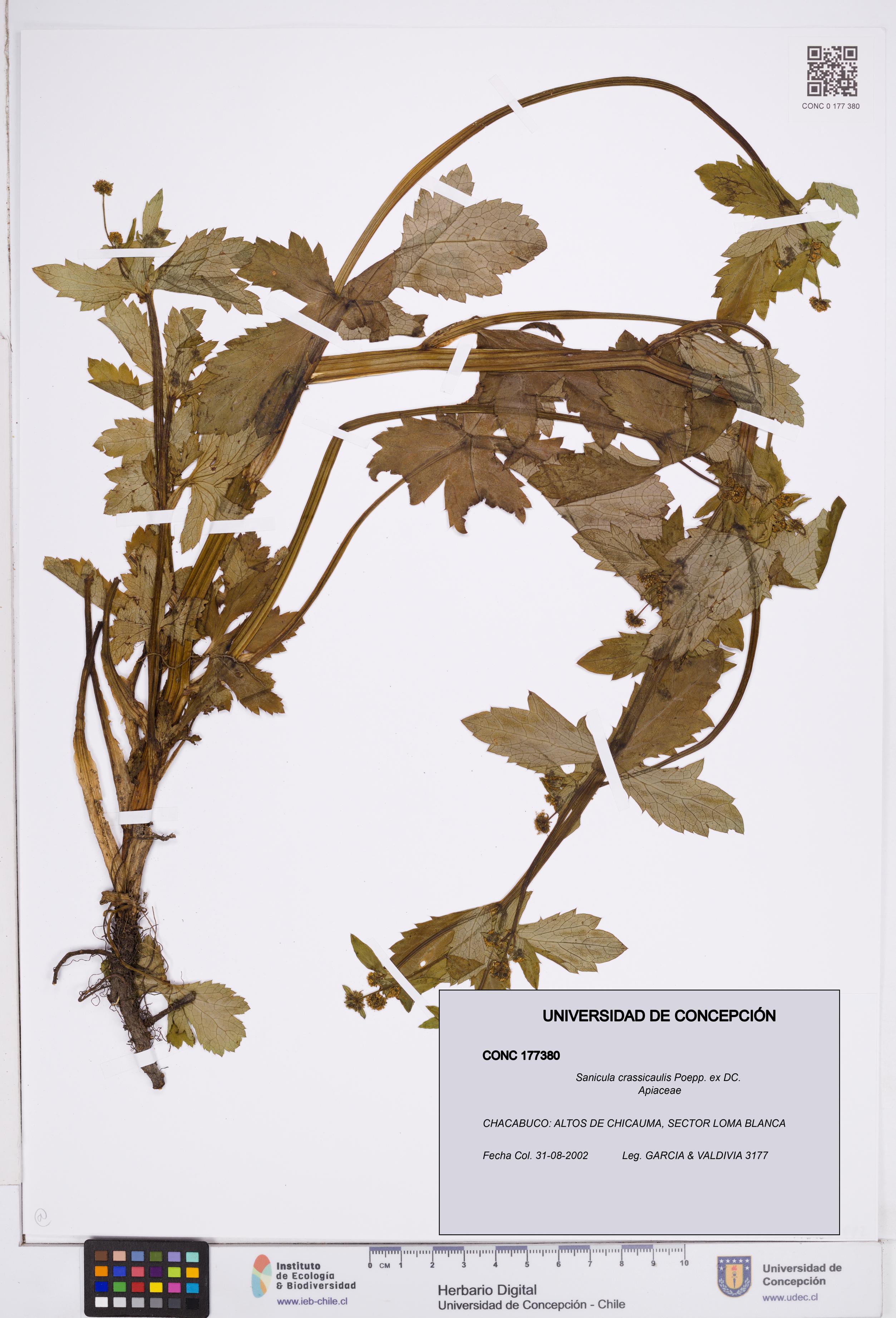 Sanicula crassicaulis [Espécimen: ]
