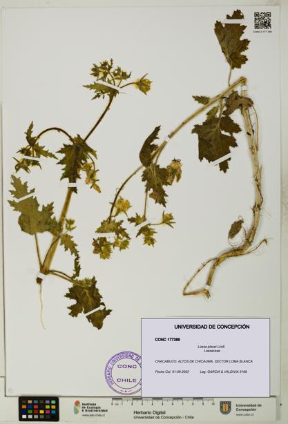 Loasa placei [Espécimen: UDEC:CONC:0177389]