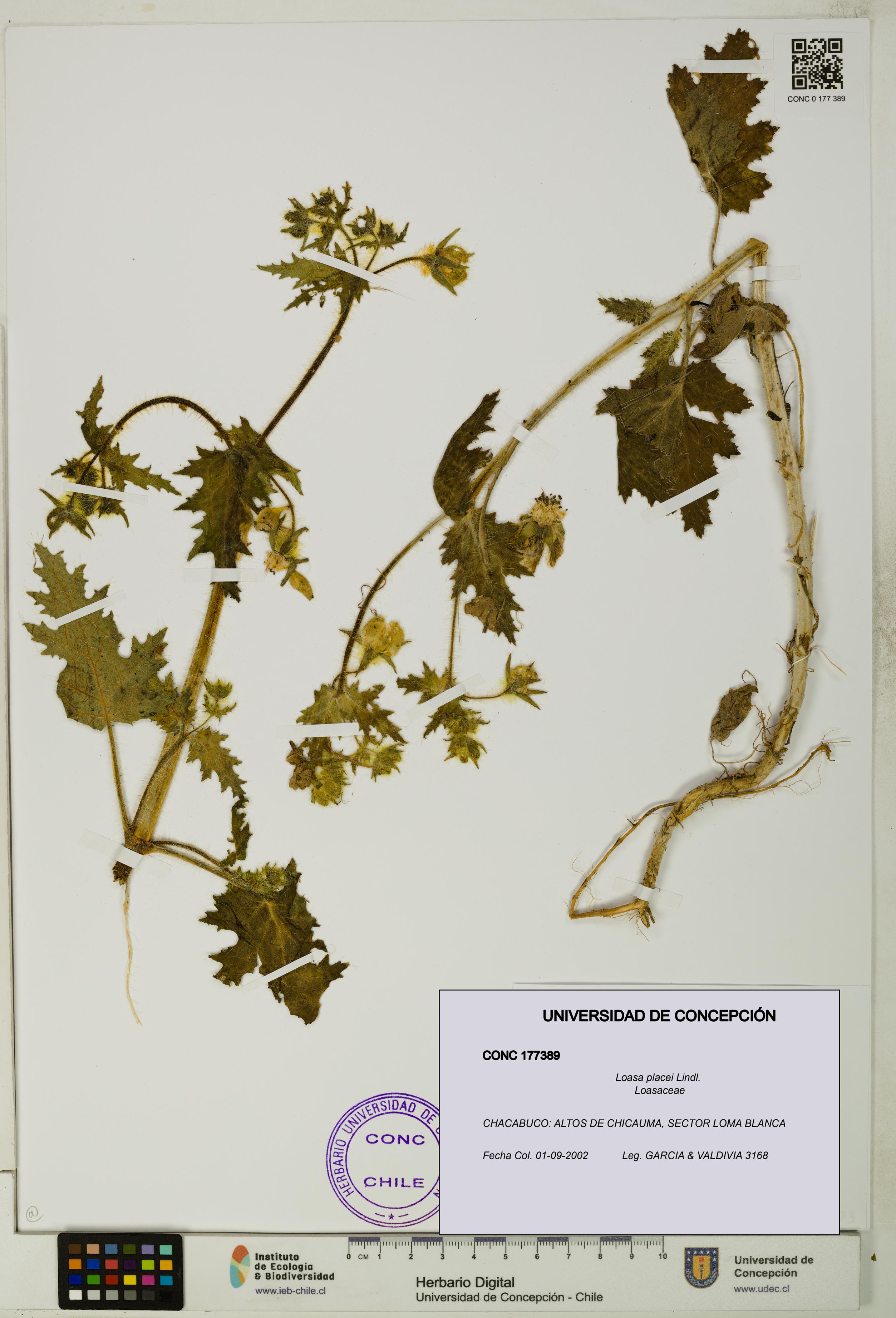 Loasa placei [Espécimen: UDEC:CONC:0177389]