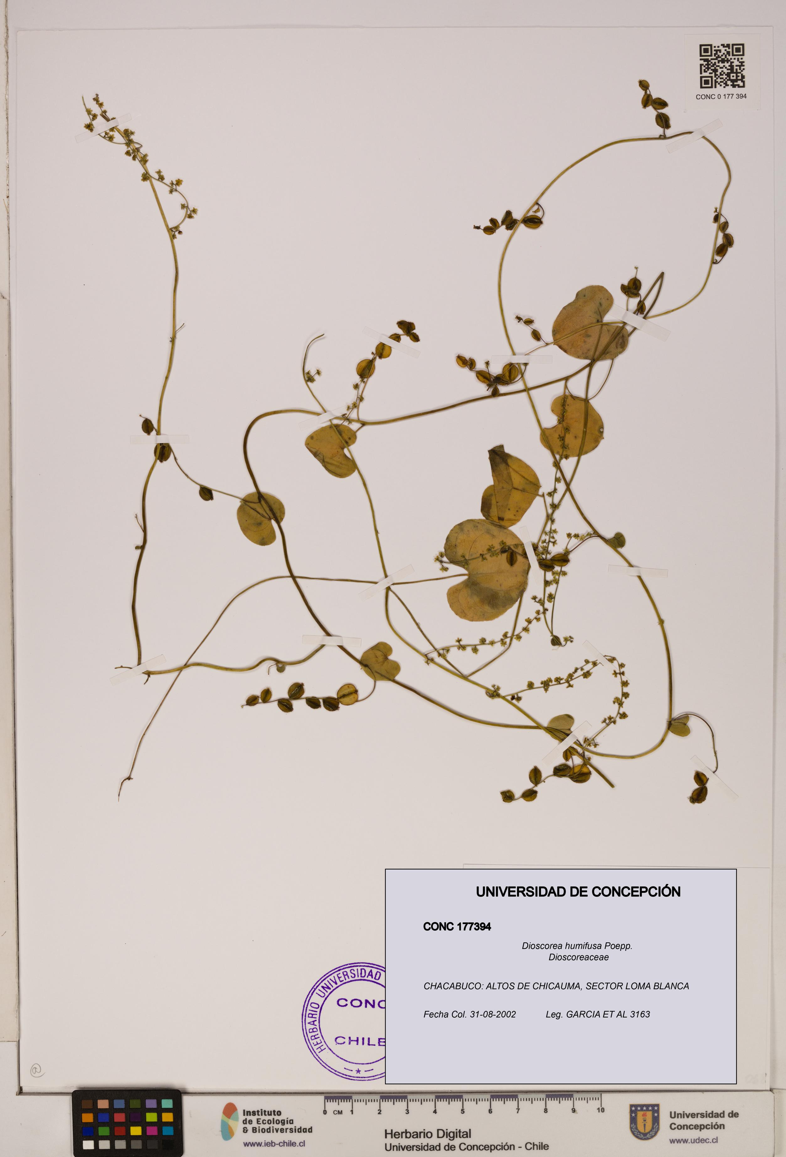 Dioscorea humifusa [Espécimen: ]