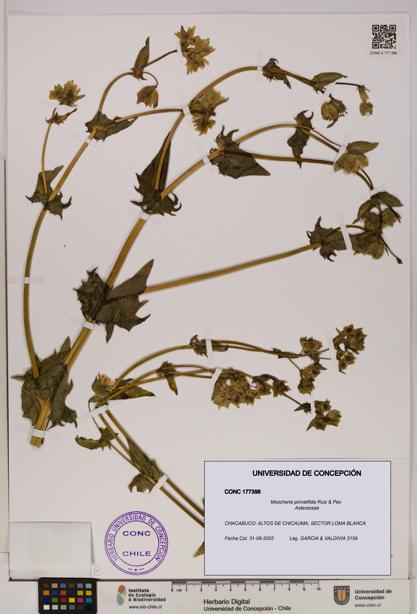 Moscharia pinnatifida [Espécimen: UDEC:CONC:0177398]