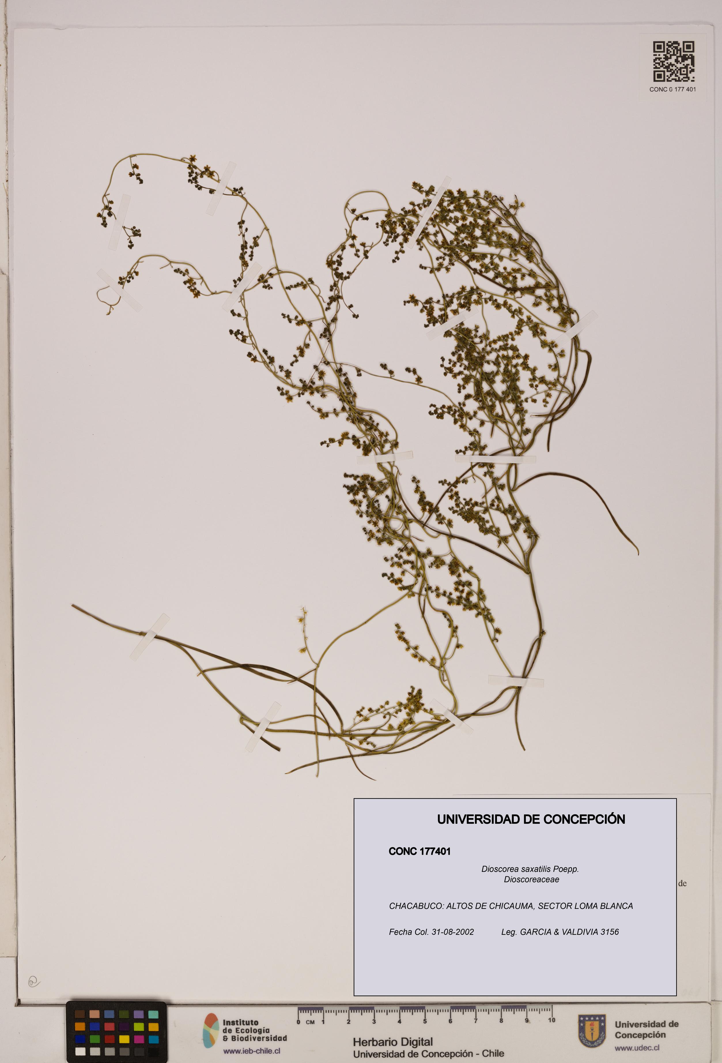 Dioscorea saxatilis [Espécimen: ]