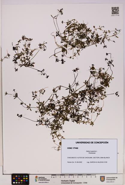 Galium aparine [Espécimen: UDEC:CONC:0177402]