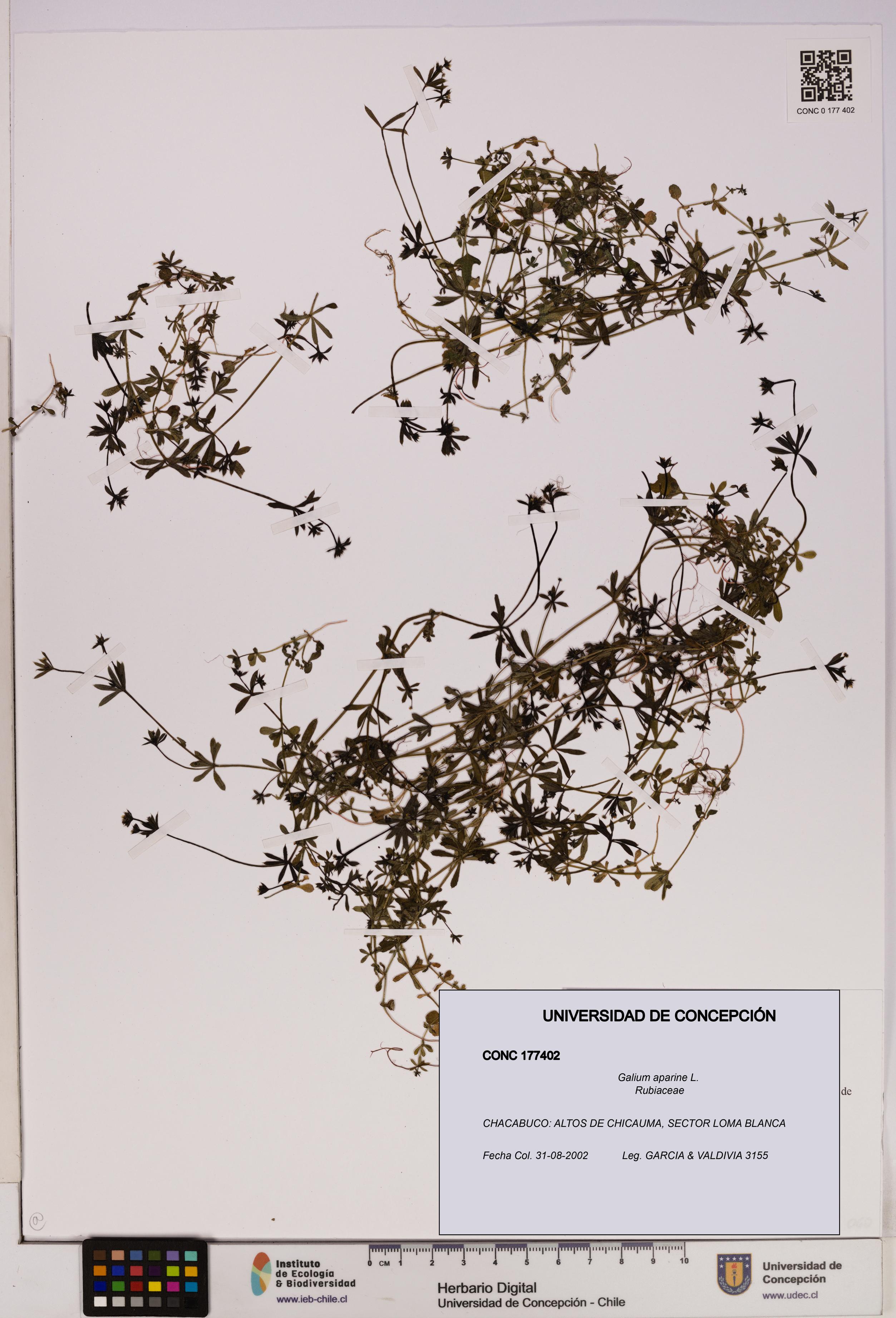 Galium aparine [Espécimen: UDEC:CONC:0177402]