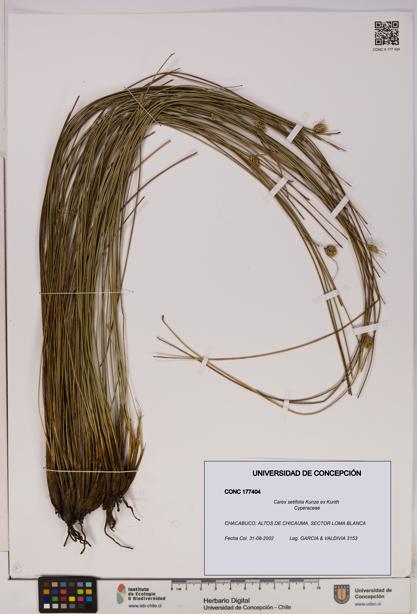 Carex setifolia [Espécimen: UDEC:CONC:0177404]