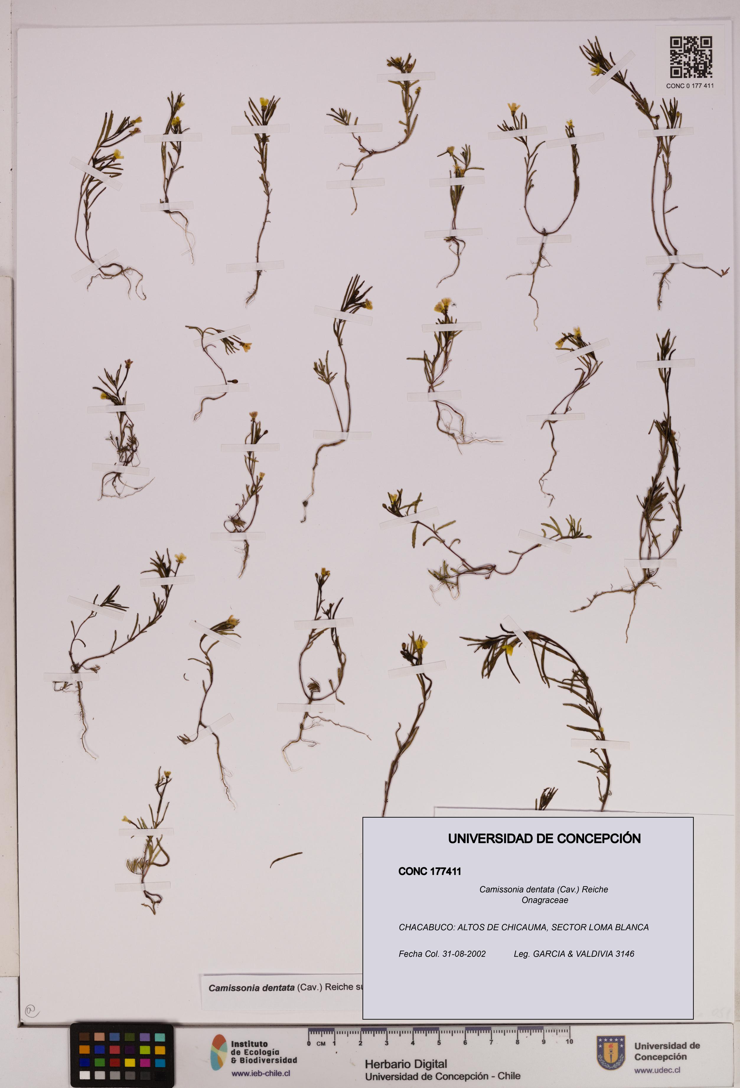Camissonia dentata [Espécimen: UDEC:CONC:0177411]