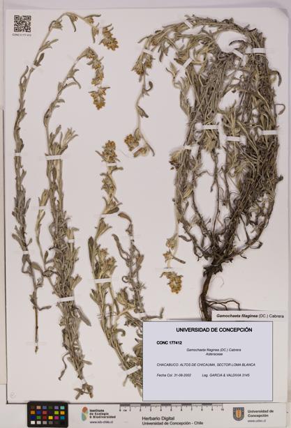 Gamochaeta filaginea [Espécimen: UDEC:CONC:0177412]