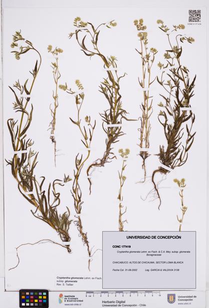 Cryptantha glomerata subsp. glomerata [Espécimen: ]