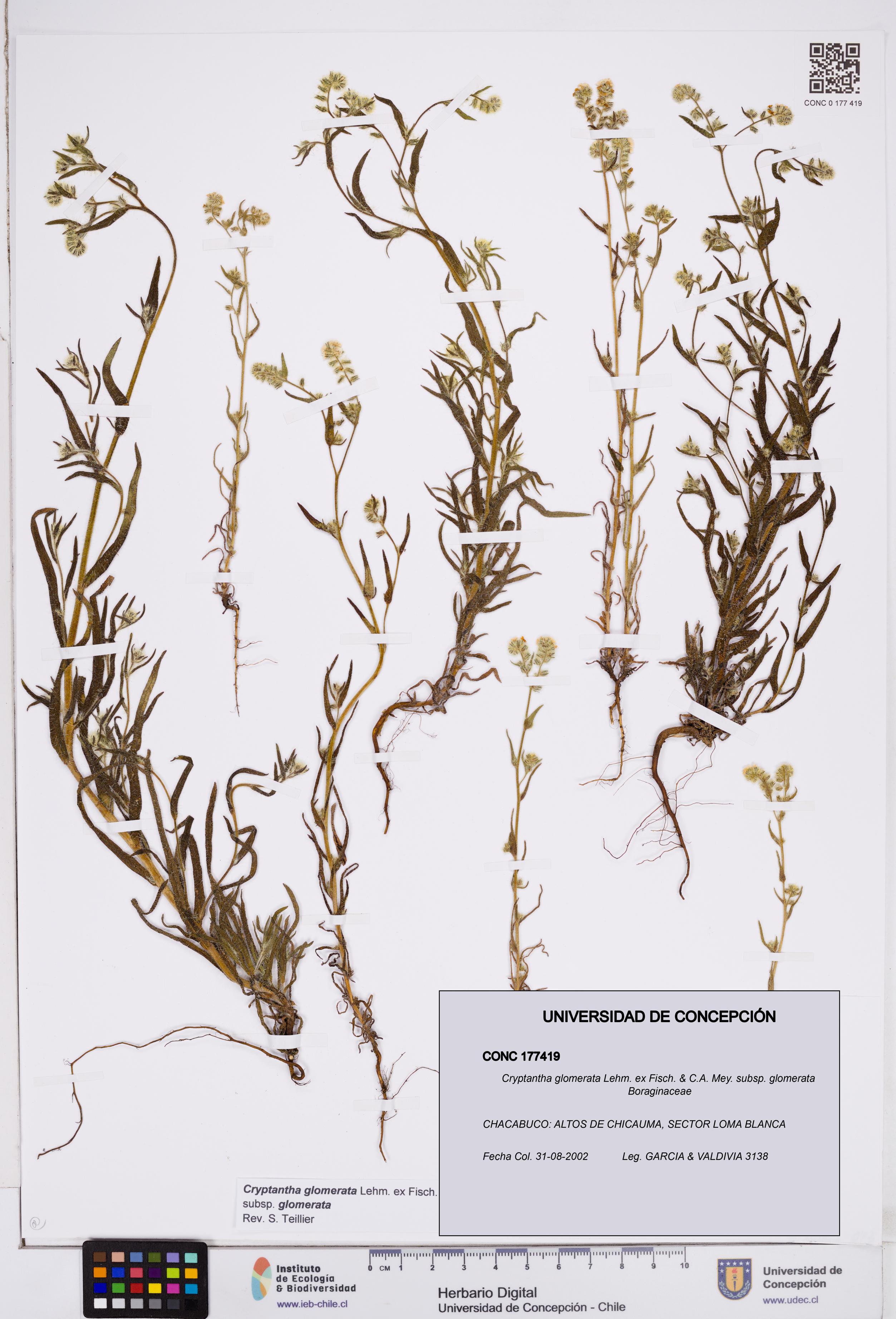 Cryptantha glomerata subsp. glomerata [Espécimen: ]