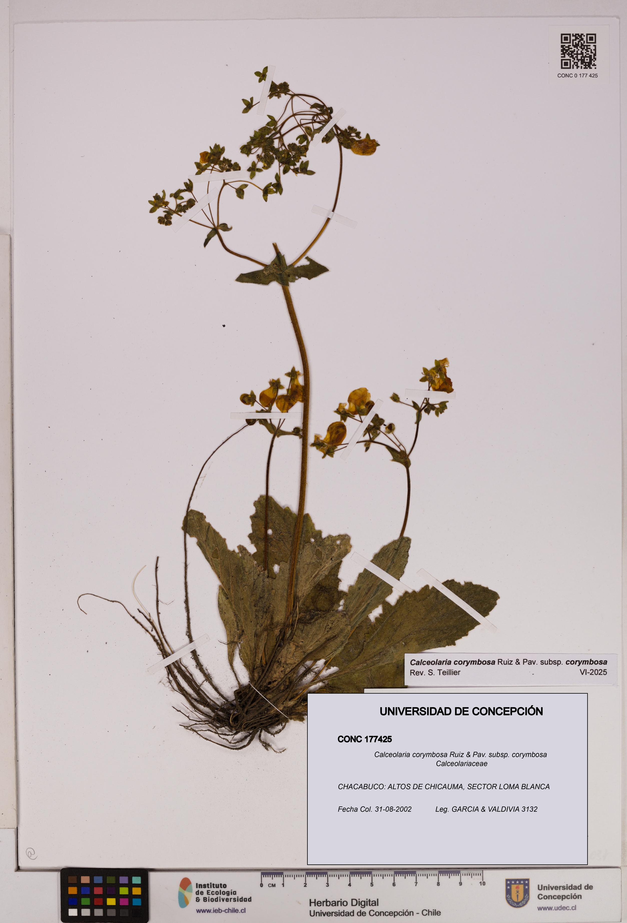 Calceolaria corymbosa [Espécimen: UDEC:CONC:0177425]