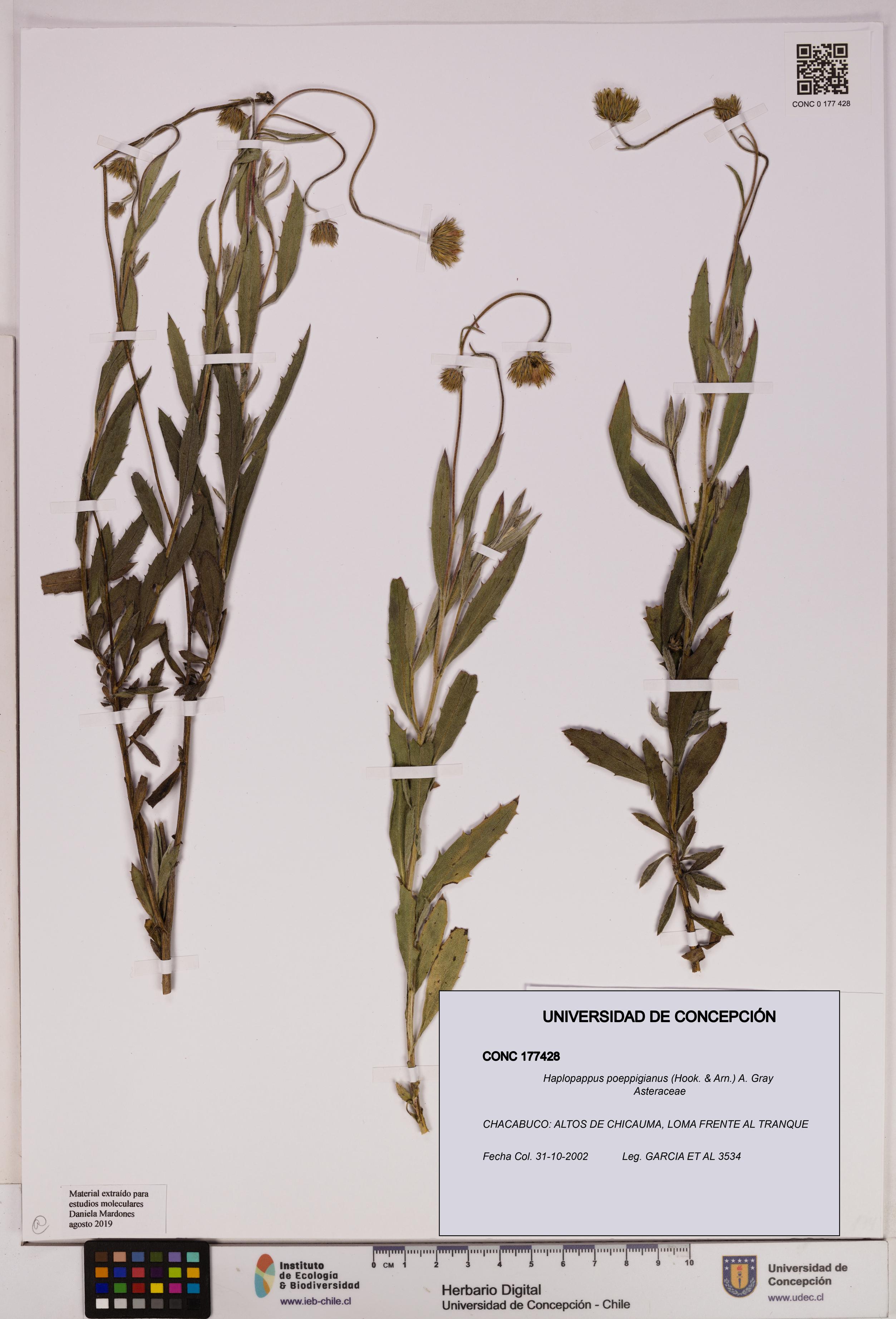 Haplopappus poeppigianus [Espécimen: UDEC:CONC:0177428]