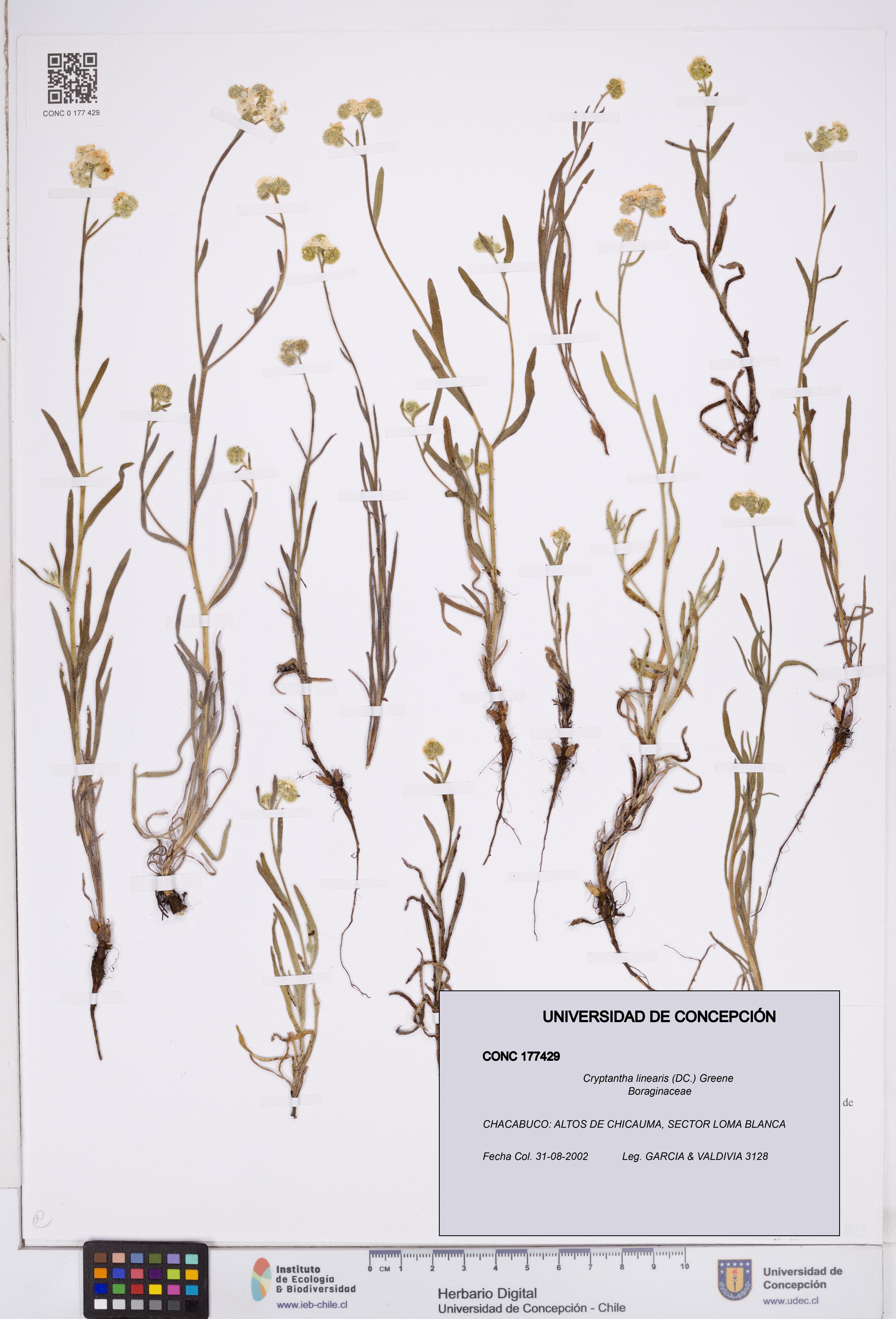 Cryptantha linearis [Espécimen: ]