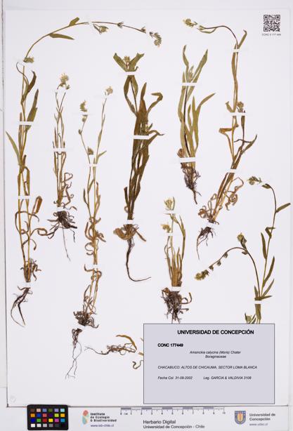 Amsinckia calycina [Espécimen: ]