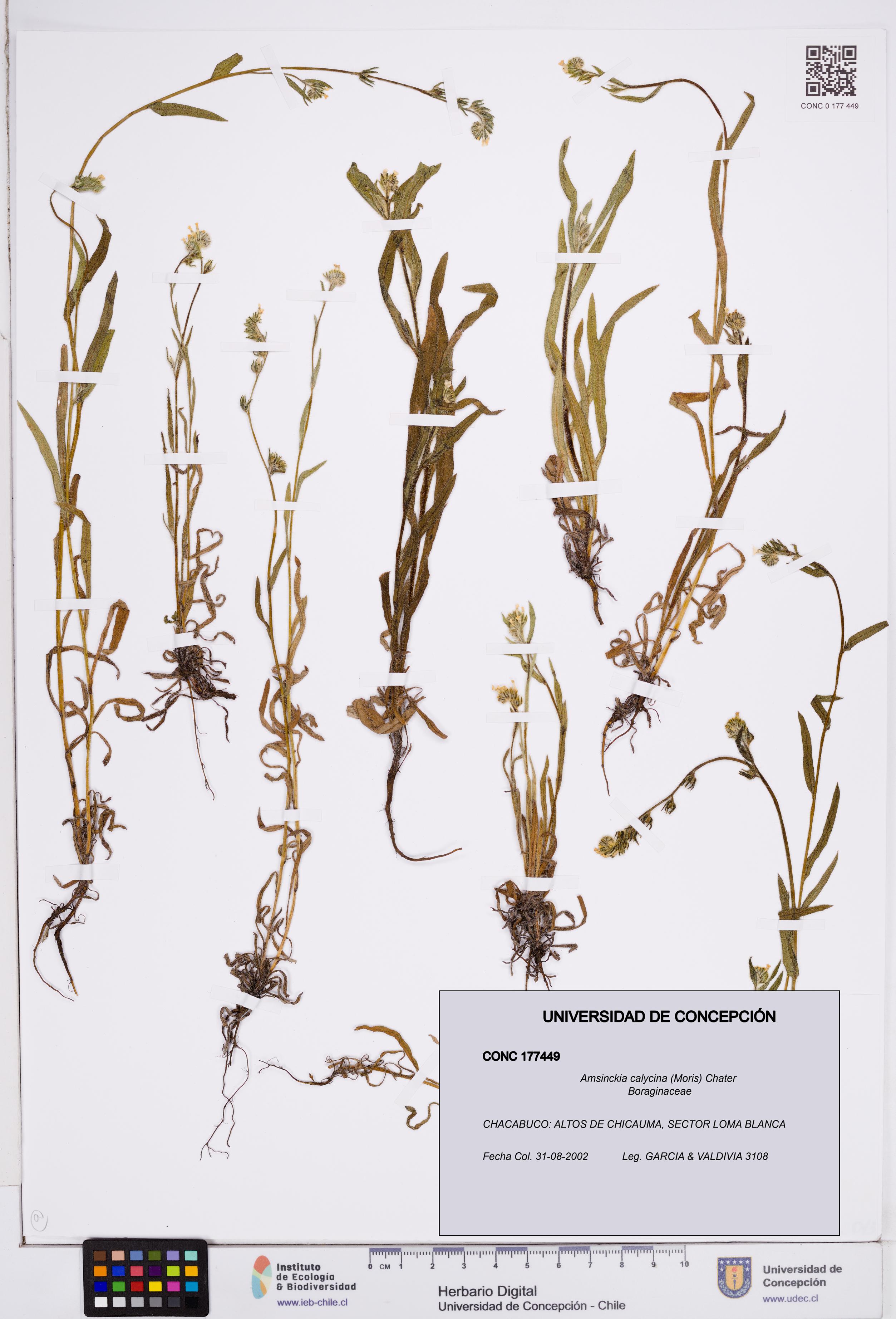 Amsinckia calycina [Espécimen: ]