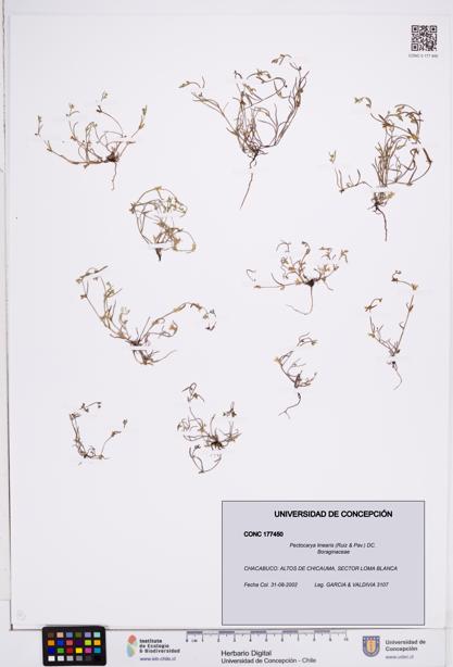 Pectocarya linearis [Espécimen: ]