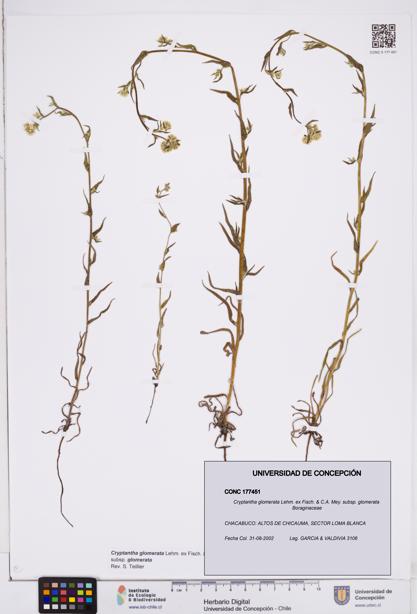 Cryptantha glomerata subsp. glomerata [Espécimen: ]
