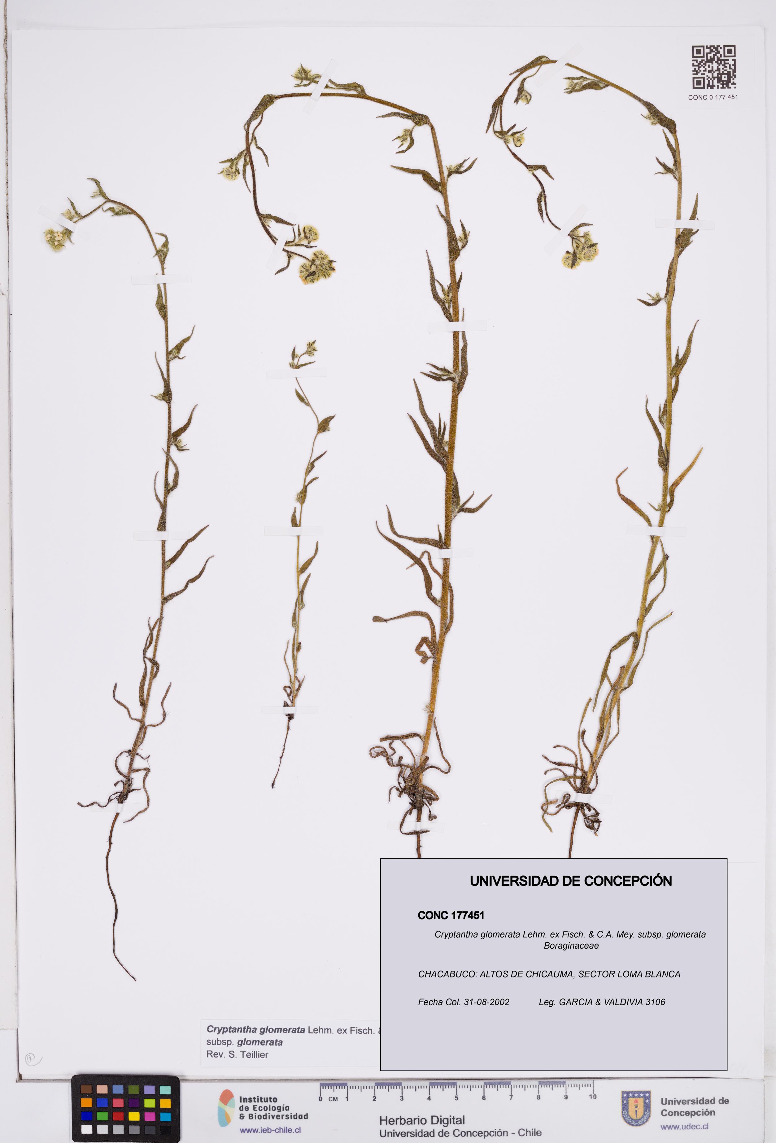 Cryptantha glomerata subsp. glomerata [Espécimen: ]