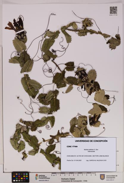 Mutisia latifolia [Espécimen: UDEC:CONC:0177454]