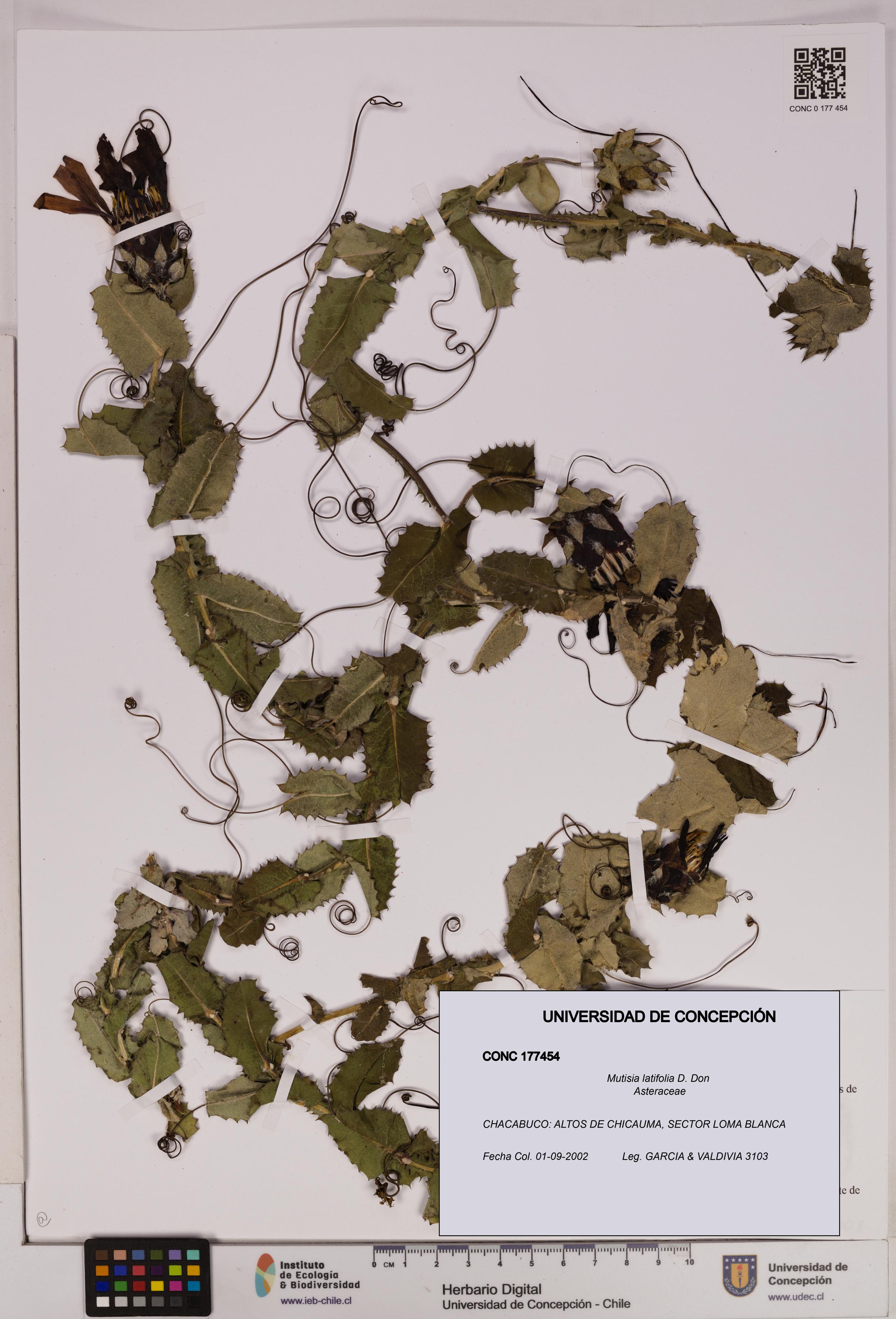 Mutisia latifolia [Espécimen: UDEC:CONC:0177454]