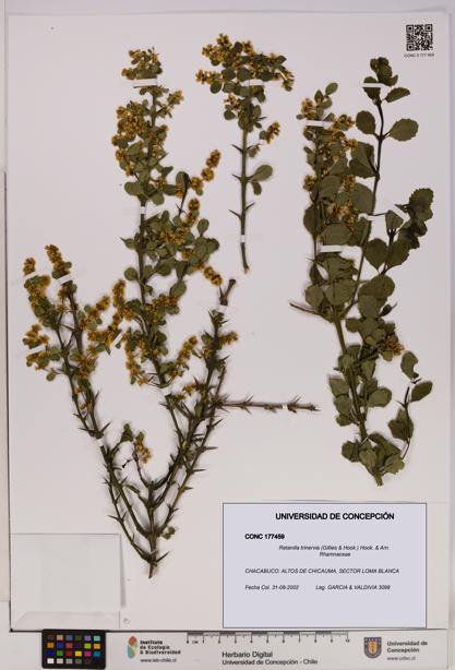 Retanilla trinervia [Espécimen: UDEC:CONC:0177459]