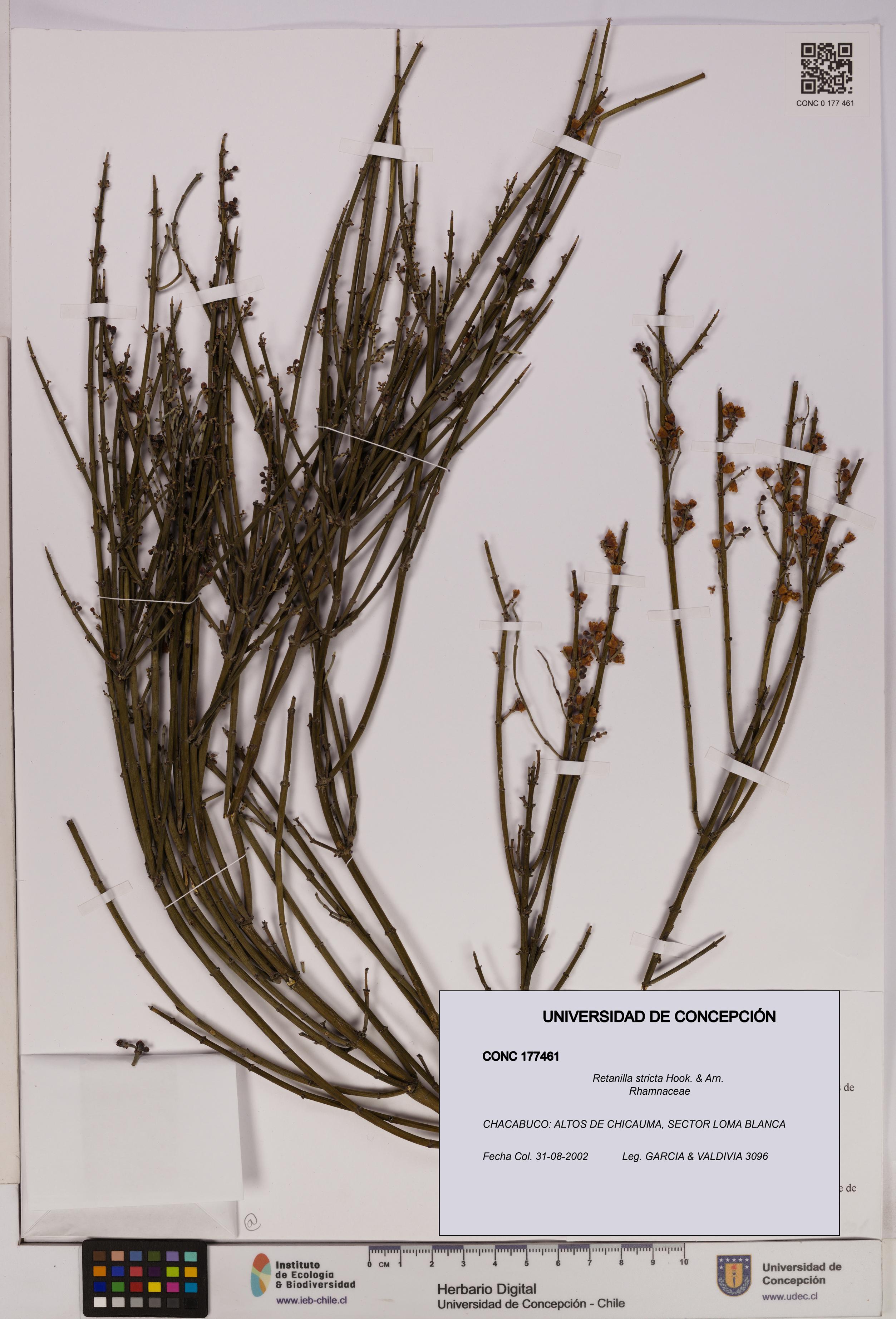 Retanilla stricta [Espécimen: UDEC:CONC:0177461]