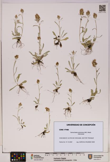 Gamochaeta americana [Espécimen: UDEC:CONC:0177463]