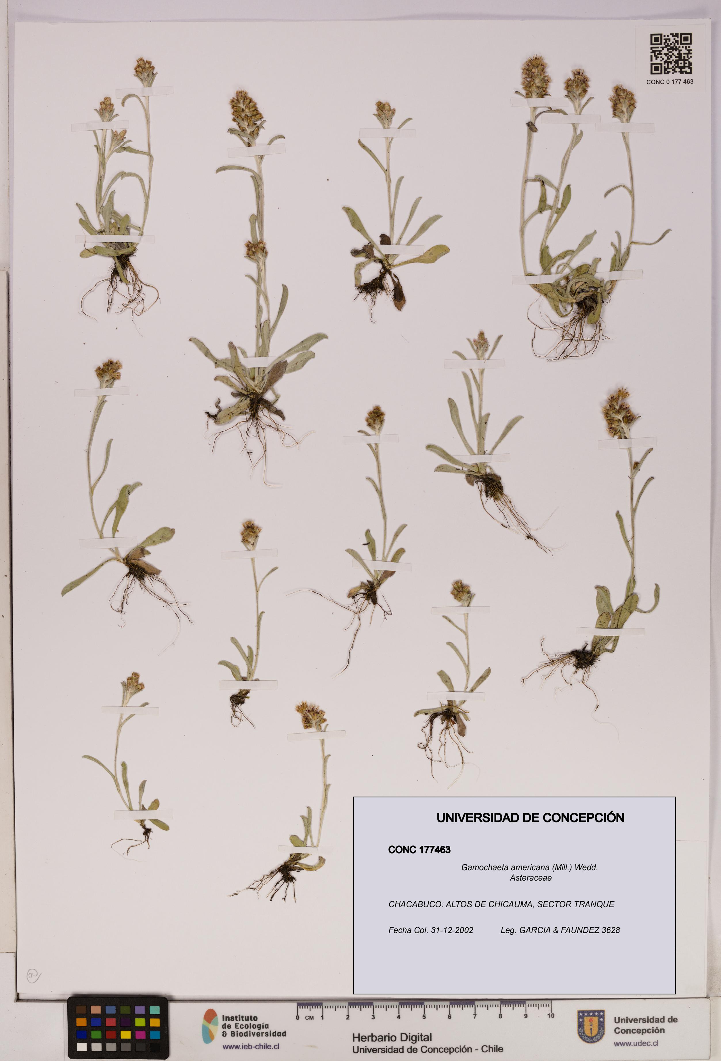 Gamochaeta americana [Espécimen: UDEC:CONC:0177463]