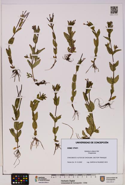Epilobium ciliatum [Espécimen: UDEC:CONC:0177471]