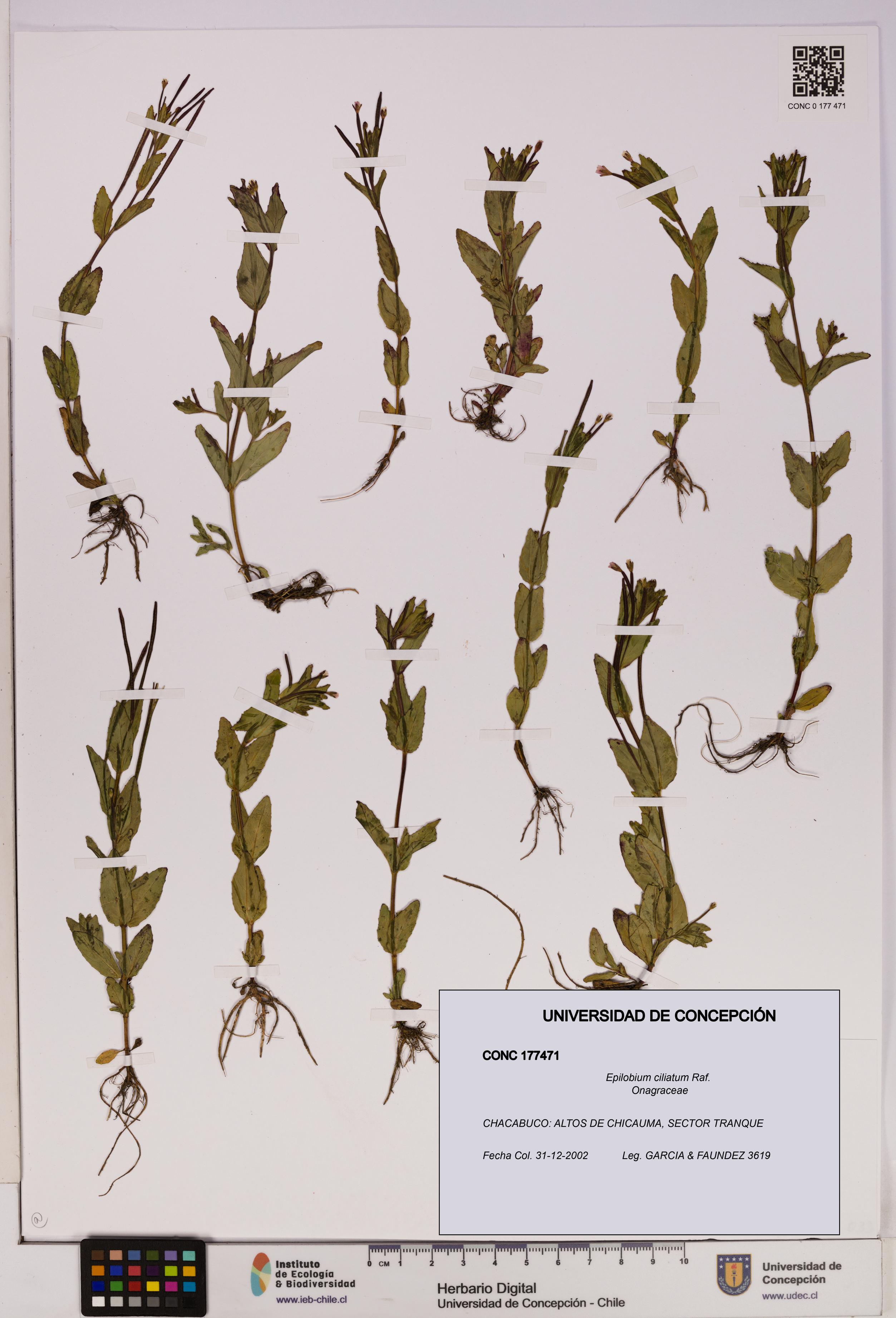 Epilobium ciliatum [Espécimen: UDEC:CONC:0177471]