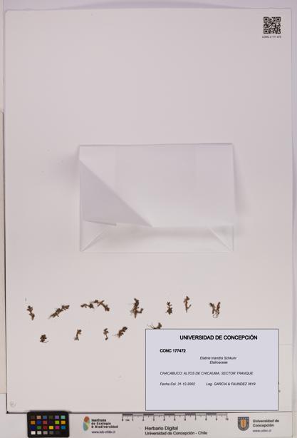 Elatine triandra [Espécimen: UDEC:CONC:0177472]